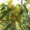 Japanese Chestnut