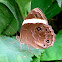 Straight-banded Treebrown