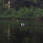 Loon