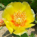 Prickly pear cactus