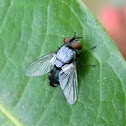 fly