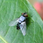 fly