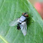 fly