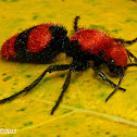 Red Velvet Ant