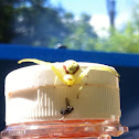 flower crab spider