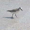 Sanderling