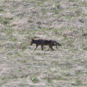 coyote