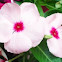 Periwinkle