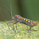 Assassin bug