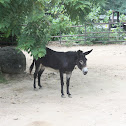 Donkey or Ass