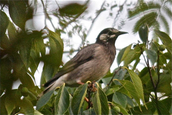 Spotting Image 1