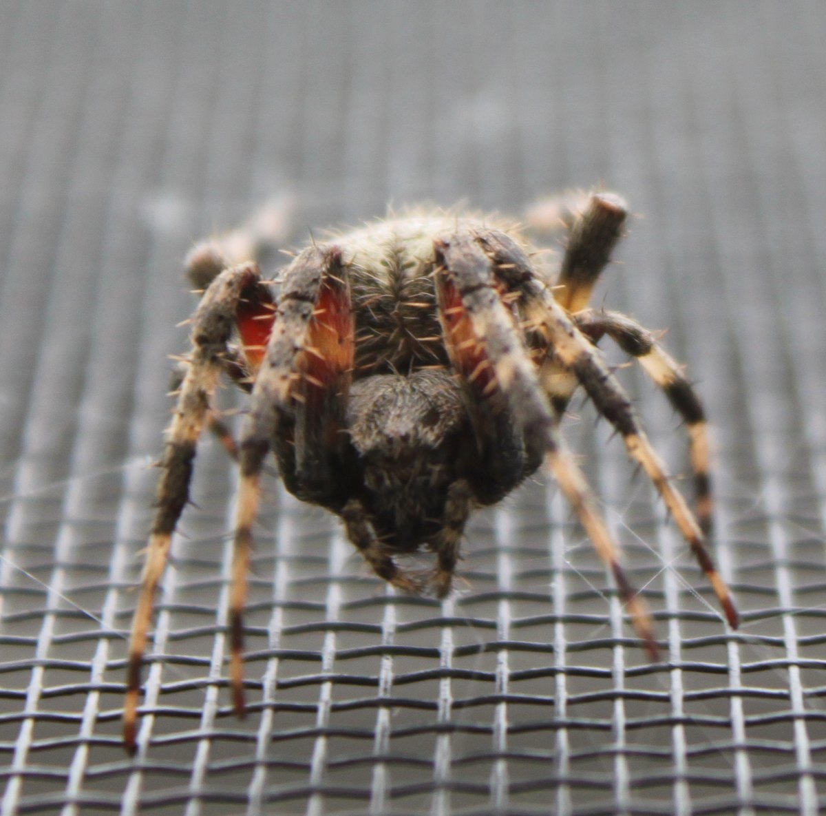 Hentz's orbweaver