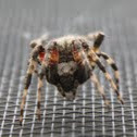 Hentz's orbweaver