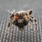 Hentz's orbweaver