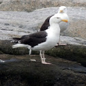 Great Black-backed Gull
