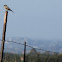 Say's Phoebe