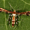 Grape Plume Moth
