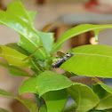 leafcutter bee