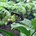 Cairns Birdwing Butterfly