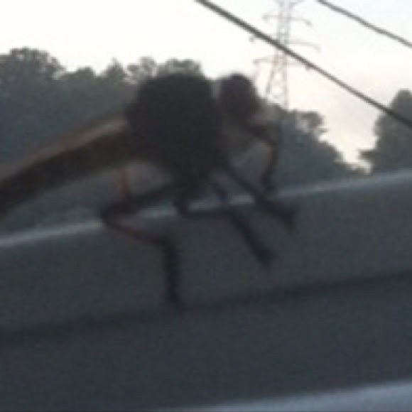 Spotting Image 1