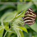 Zebra Longwing Butterfly