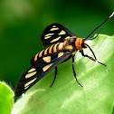 Wasp Moth