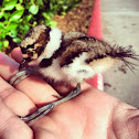 Killdeer