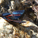Mariposa