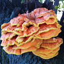 Chicken Mushroom