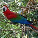 Arara Vermelha