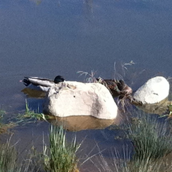 Spotting Image 1