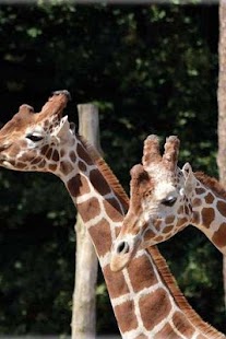 How to install Giraffe Puzzle 1.2 unlimited apk for bluestacks