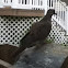 Mourning dove