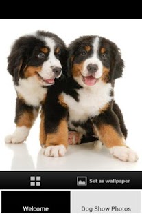 How to install Dog Show Photos patch 0.1 apk for android