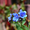 Florecilla de jardin