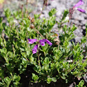 Davidson's Penstemon