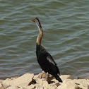 Snake Bird/ Anhinga