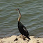 Snake Bird/ Anhinga