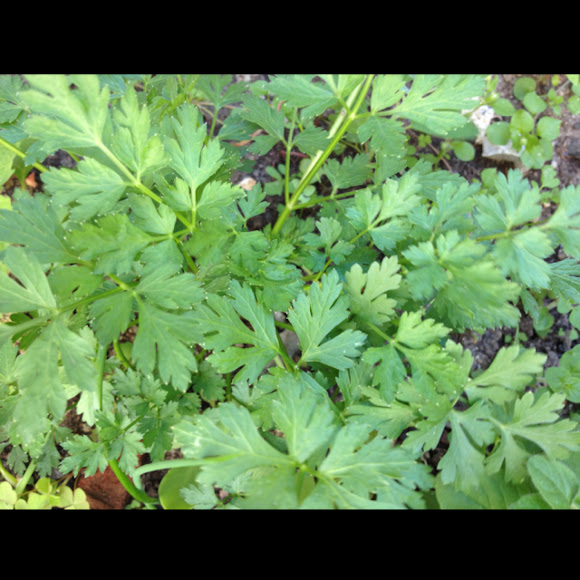 Spotting Image 1