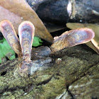 Fungus