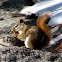 American Red Squirrel