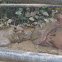 Hippopotamus