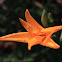 uncertain flower
