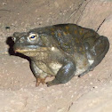 Sonoran desert toad