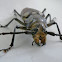 Long-horn beetle