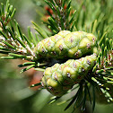 Jack Pine Cones
