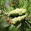 Jack Pine Cones