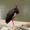 Black Stork