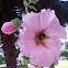 Hollyhocks