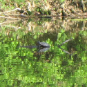 Painted Turtle